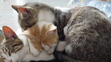 تفسير رؤية القطط في الحلم