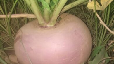 رؤية اللفت في المنام