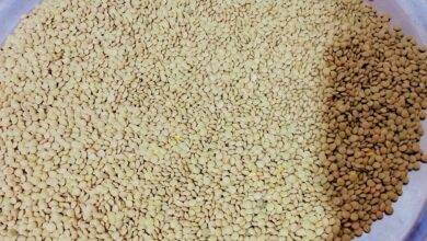 تفسير حلم العدس في المنام