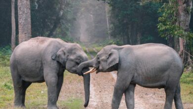 نكاح الحيوانات في المنام