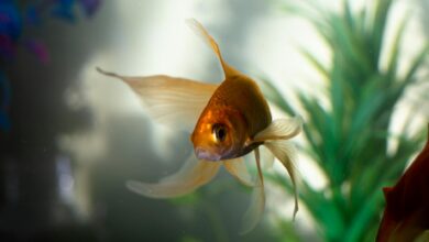 goldfish in water